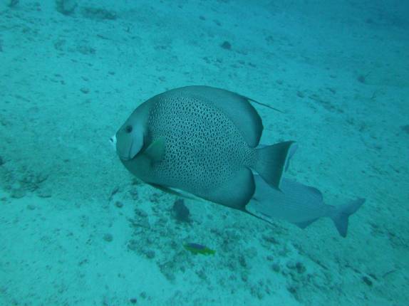 Muitos peixes nos acompanham durante mergulho em Isla Mujeres, no litoral do Yucatán, no sul do México